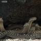 Najbardziej ekscytująca scena roku - iguana ścigana przez węże