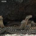 المشهد الأكثر إثارة لهذا العام هو مطاردة الإغوانا من قبل الثعابين